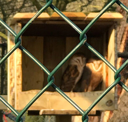 Tierpark weiht Schleiereulen-Voliere ein