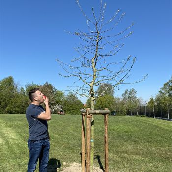 SMV Apfelbaum wird ein Jahr alt